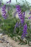 Vicia villosa