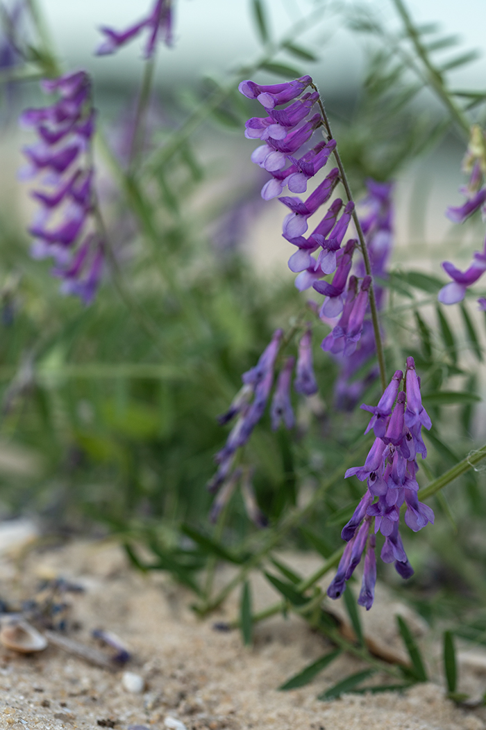 Image of Vicia villosa specimen.