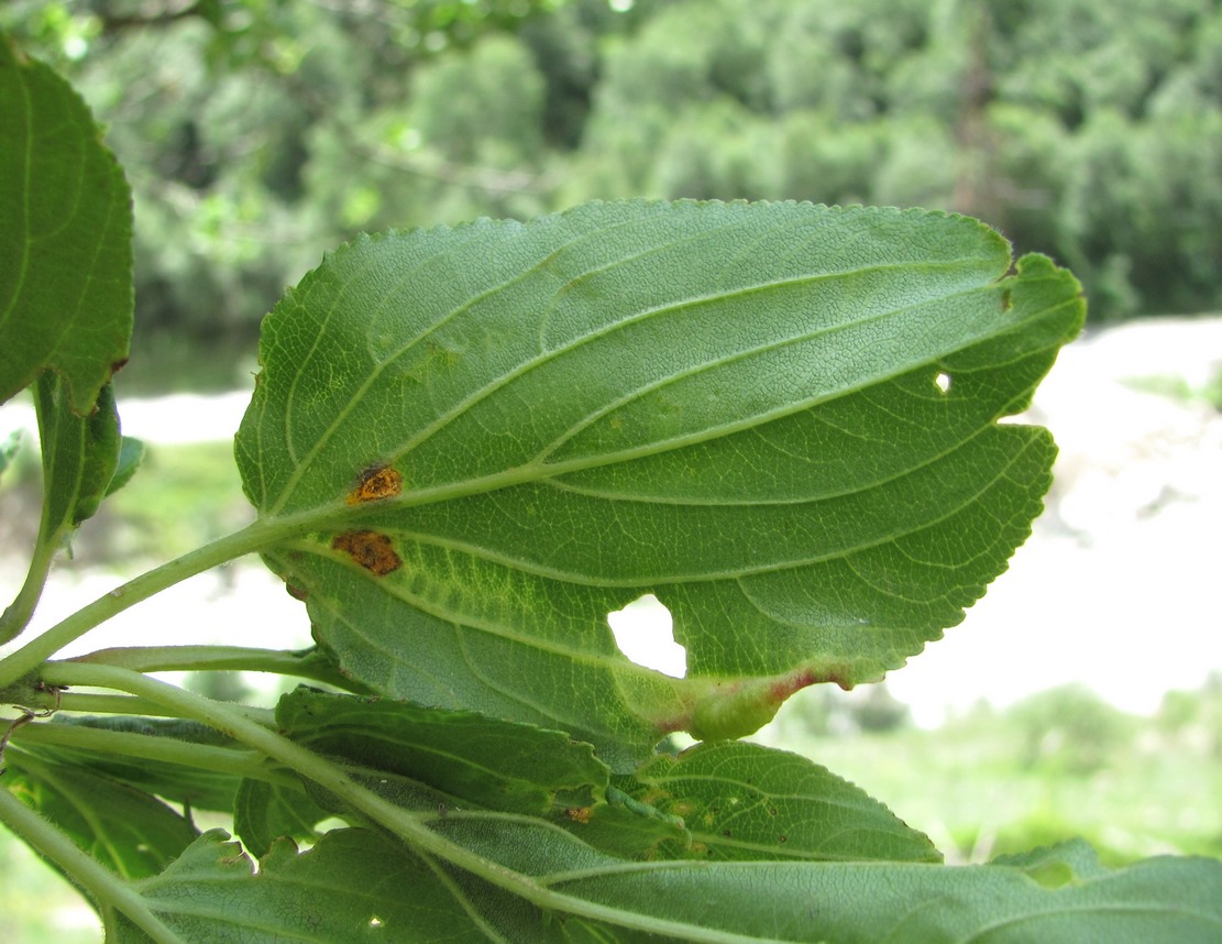 Изображение особи Rhamnus cathartica.