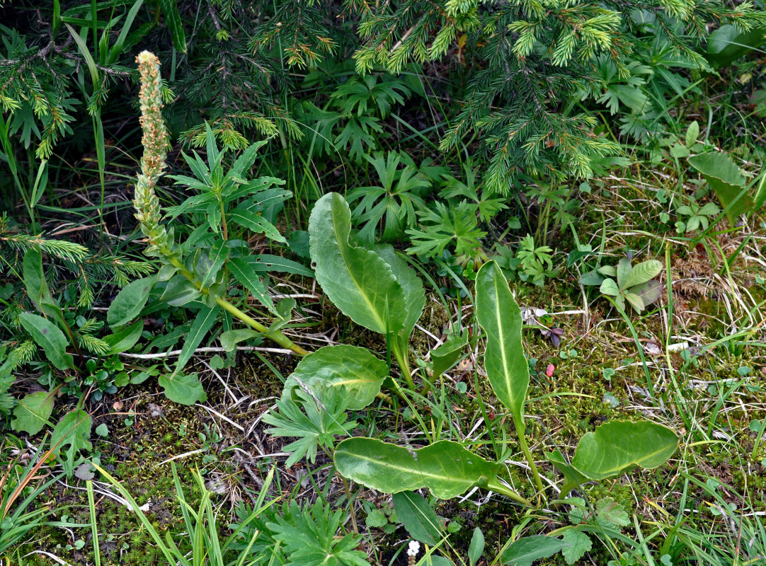 Image of Lagotis uralensis specimen.