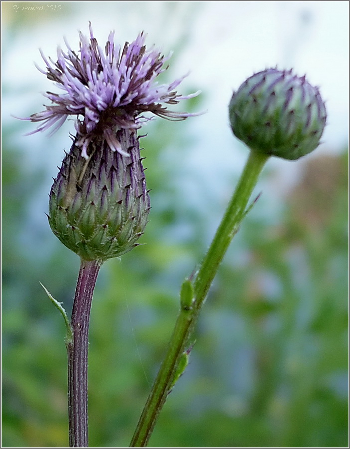 Image of Cirsium setosum specimen.