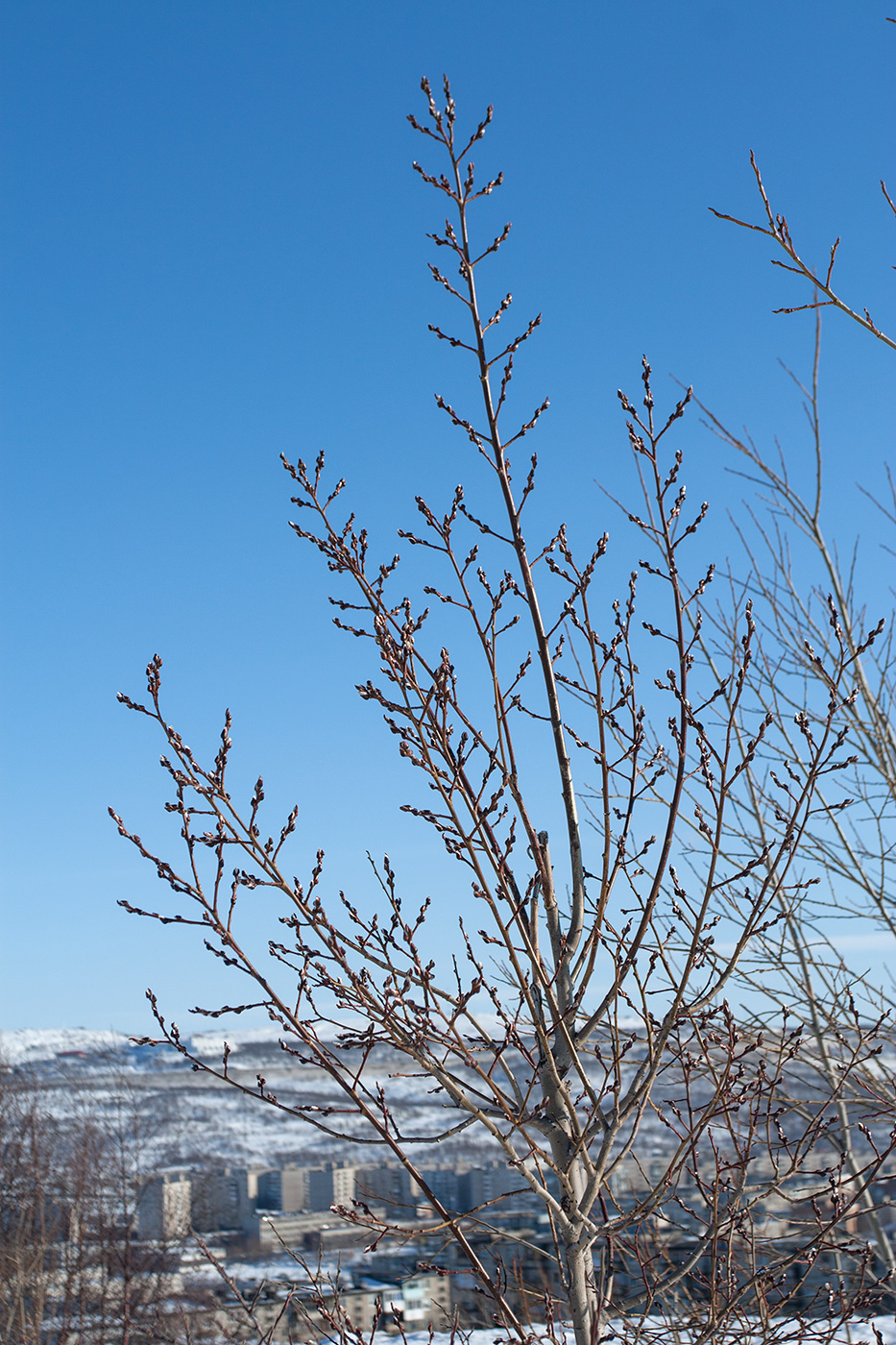 Изображение особи Salix caprea.