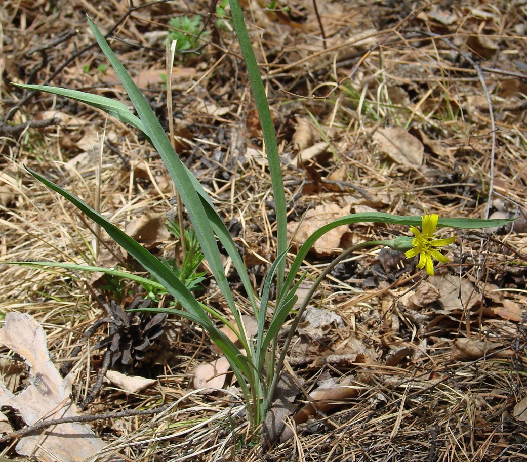 Image of Scorzonera austriaca specimen.