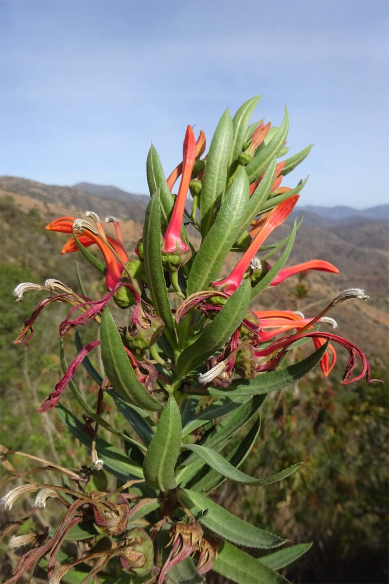 Image of Lobelia excelsa specimen.