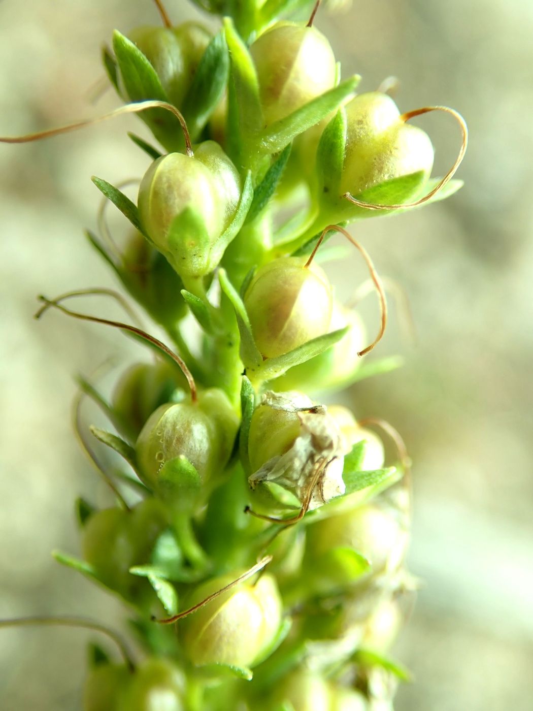 Image of genus Pseudolysimachion specimen.