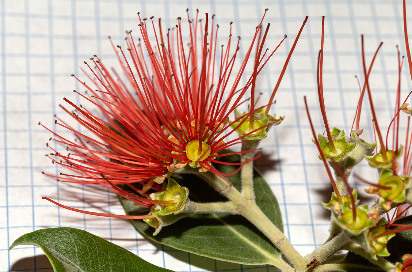 Image of Metrosideros excelsa specimen.