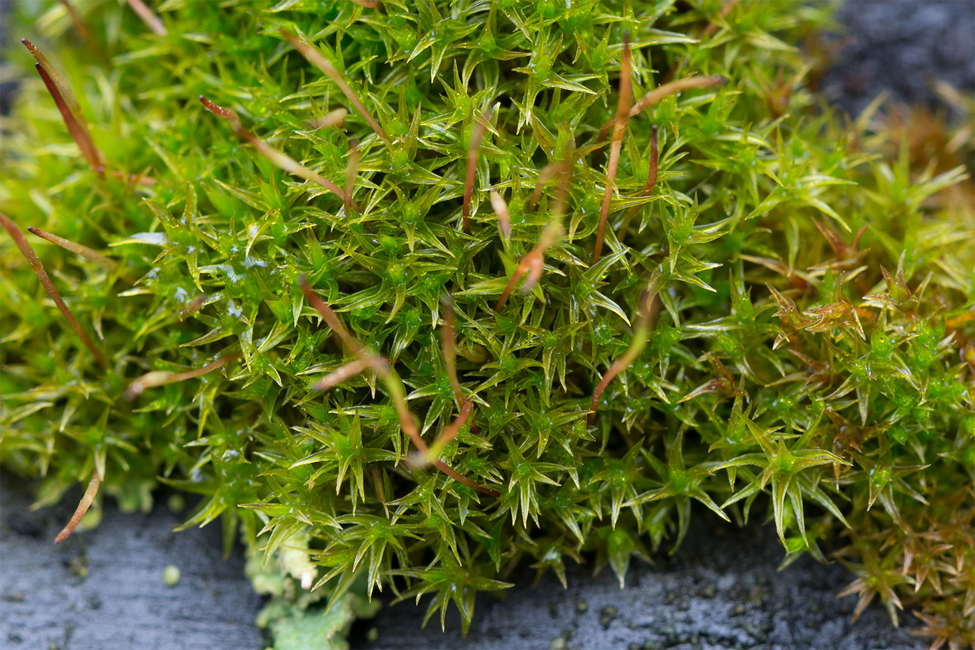 Image of Ceratodon purpureus specimen.