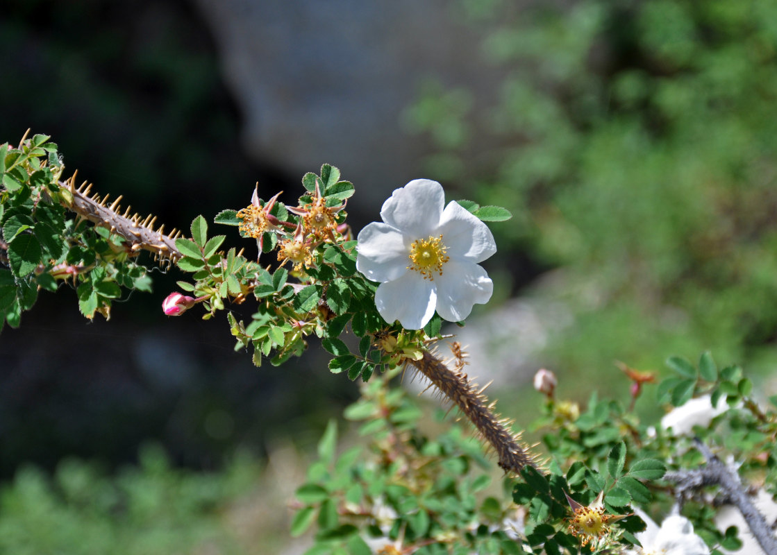 Image of Rosa spinosissima specimen.