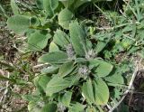 Phlomoides oreophila. Молодые побеги. Кыргызстан, Чуйская обл., Панфиловский р-н, южные окр. перевала Тоо-Ашуу. 24.05.2019.