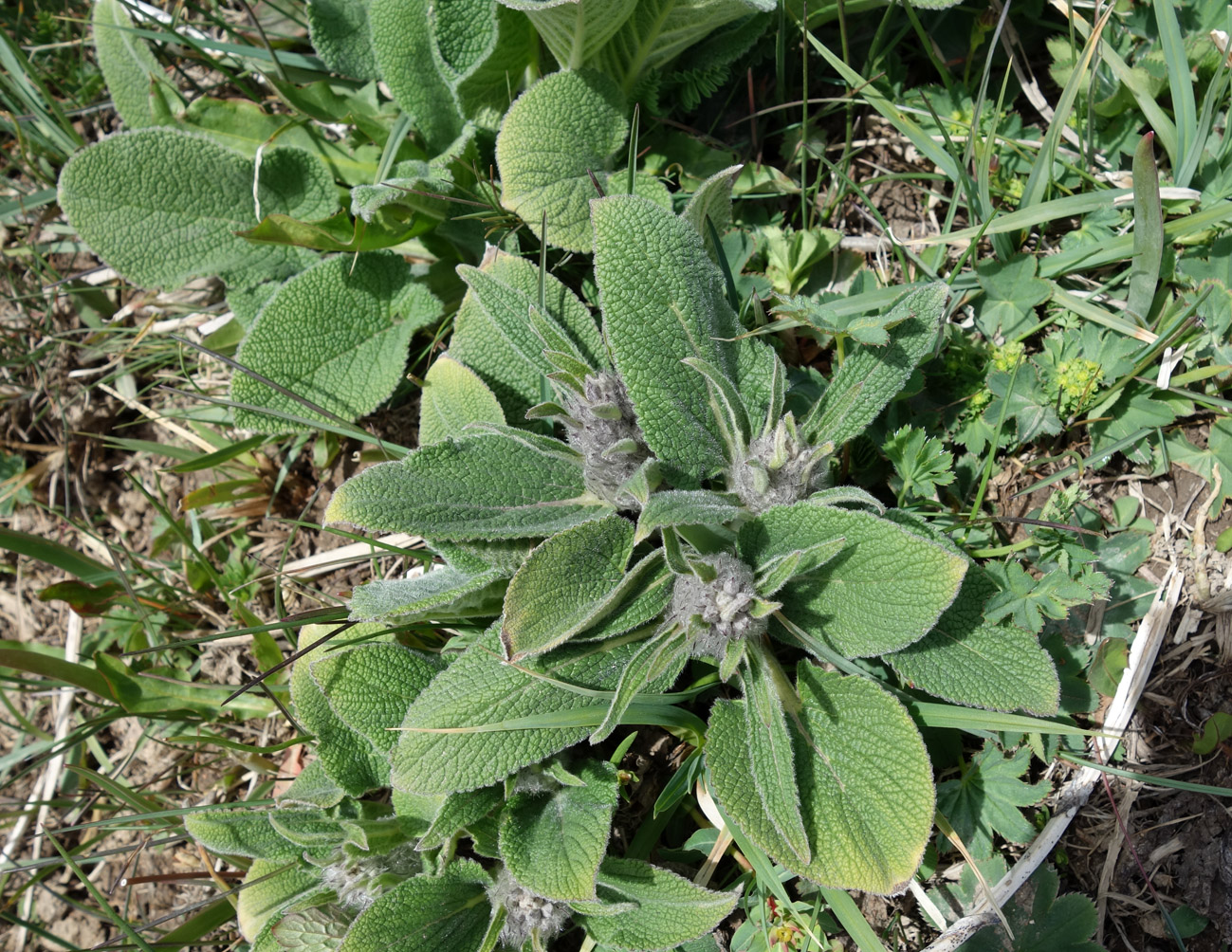 Image of Phlomoides oreophila specimen.