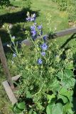 Delphinium grandiflorum. Цветущее растение (культивар 'Бабочка'). Иркутская обл., Иркутский р-н, дер. Позднякова, цветник, в культуре. 28.04.2019.