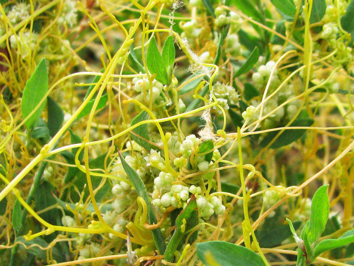 Image of Cuscuta campestris specimen.