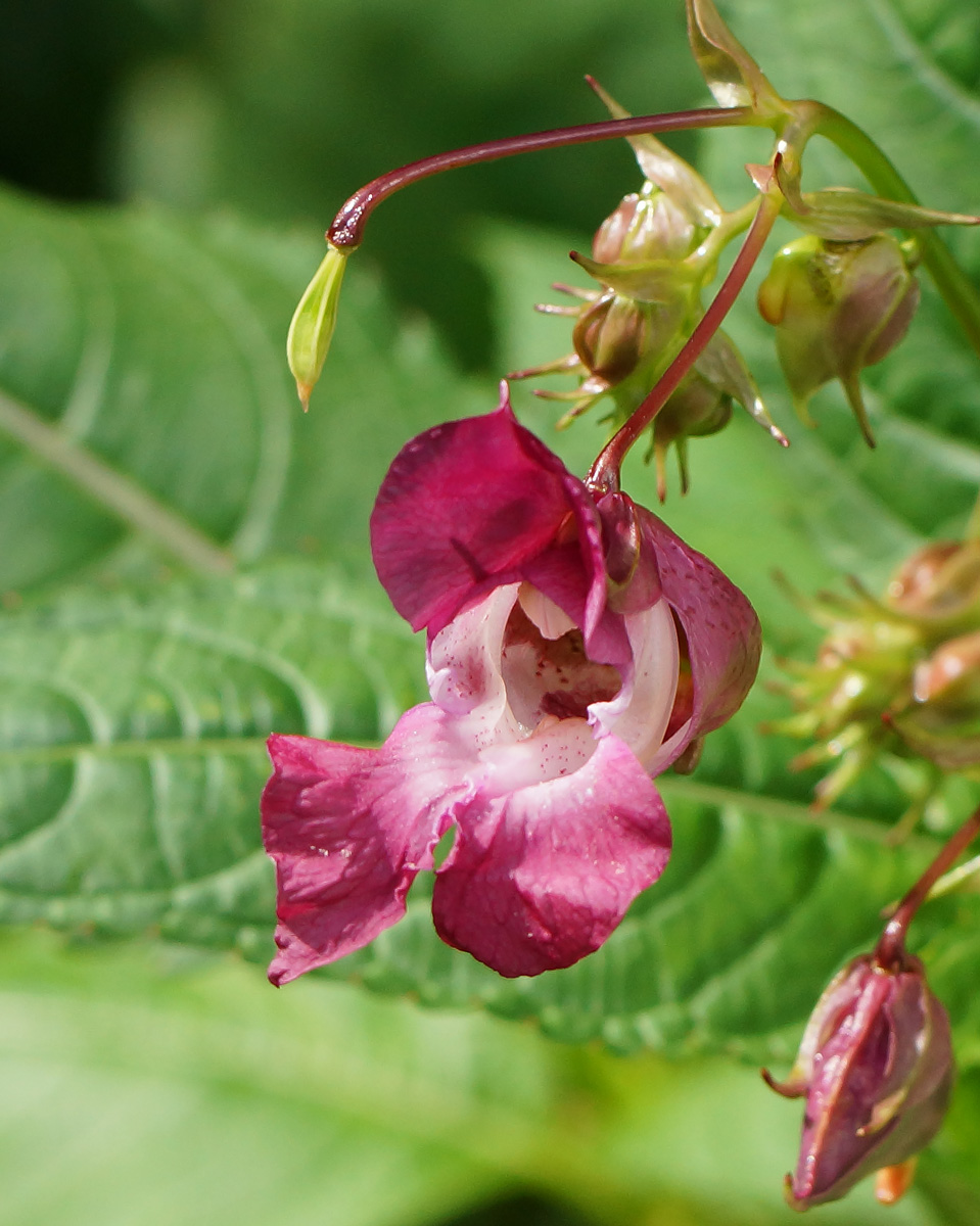Image of Impatiens glandulifera specimen.