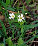 Stellaria holostea. Цветки. Новгородская обл., оз. Валдай, о-в Сельвицкий, смешанный лес. 12.05.2019.