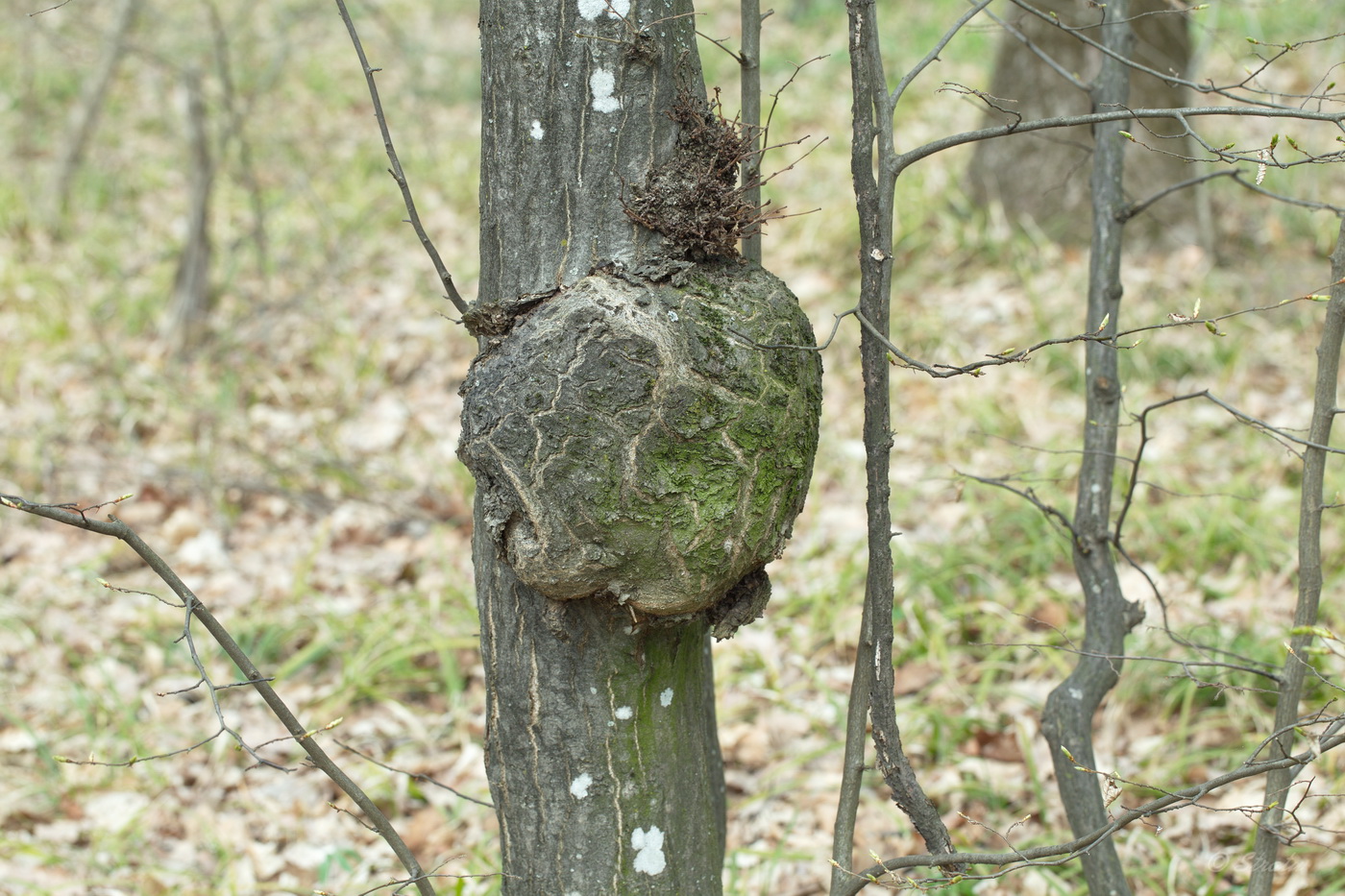 Изображение особи Carpinus betulus.