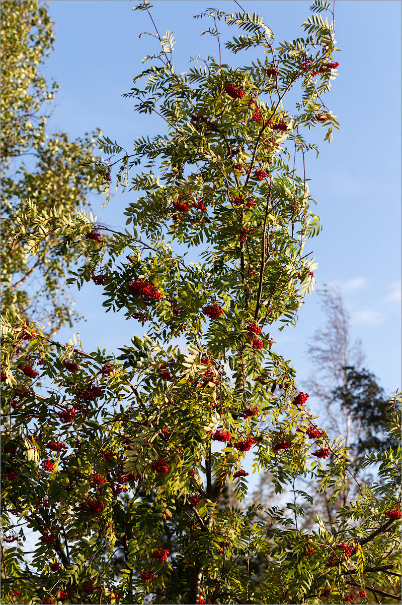 Image of Sorbus aucuparia specimen.