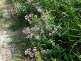 Origanum vulgare. Цветущие растения на обочине грунтовой дороги. Украина, Черкасская обл., Каневский р-н, Региональный ландшафтный парк \"Трахтемиров\". 3 июля 2010 г.