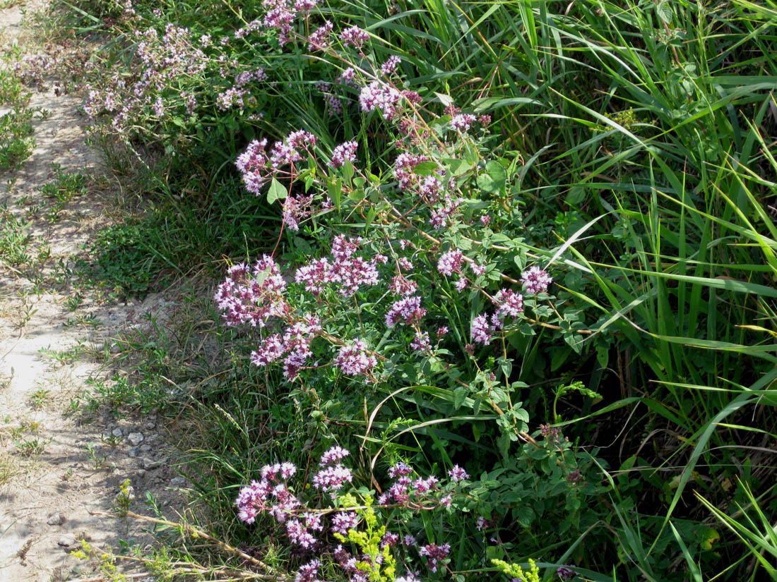 Изображение особи Origanum vulgare.