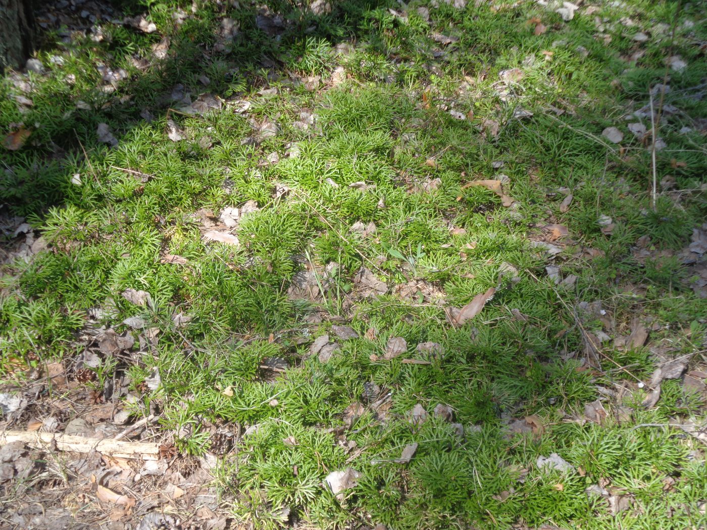 Image of Diphasiastrum complanatum specimen.