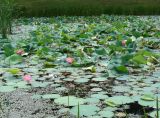 Nelumbo komarovii. Цветущие и плодоносящие растения. Приморский край, г. Артем, ост. 17-й км, маленькое озеро лотосов. 06.08.2019.