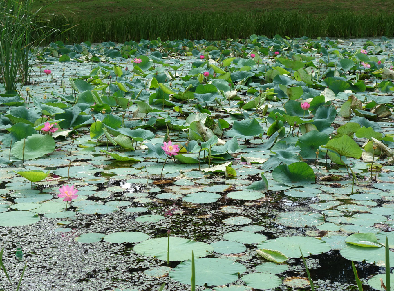 Изображение особи Nelumbo komarovii.