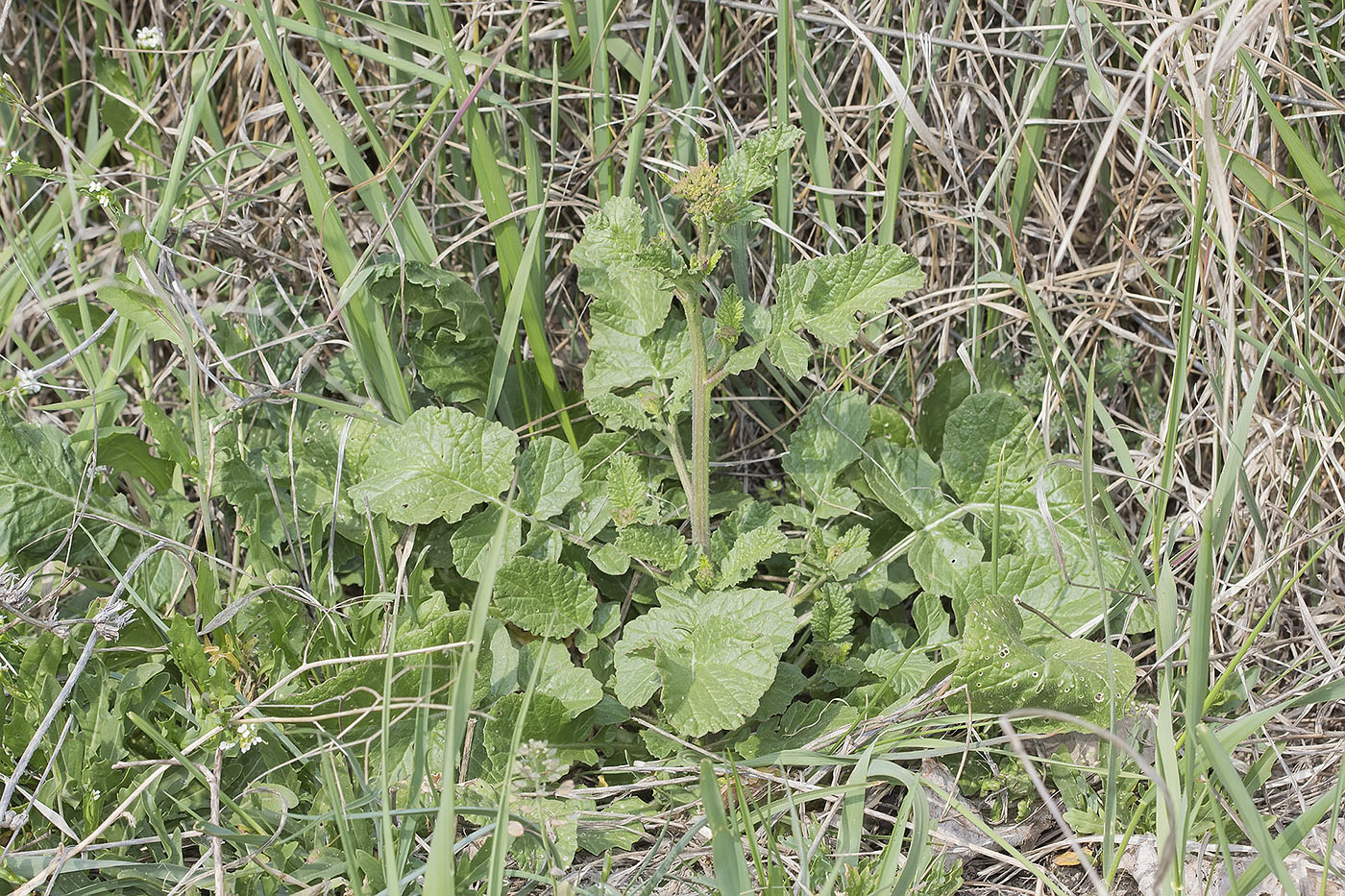 Image of familia Brassicaceae specimen.