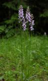 Dactylorhiza fuchsii. Верхушки цветущих растений. Карелия, Лахденпохский р-н, окр.пост. Ихала, на краю лесной дороги. 13.07.2017.