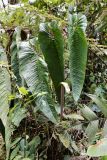 Anthurium camposii