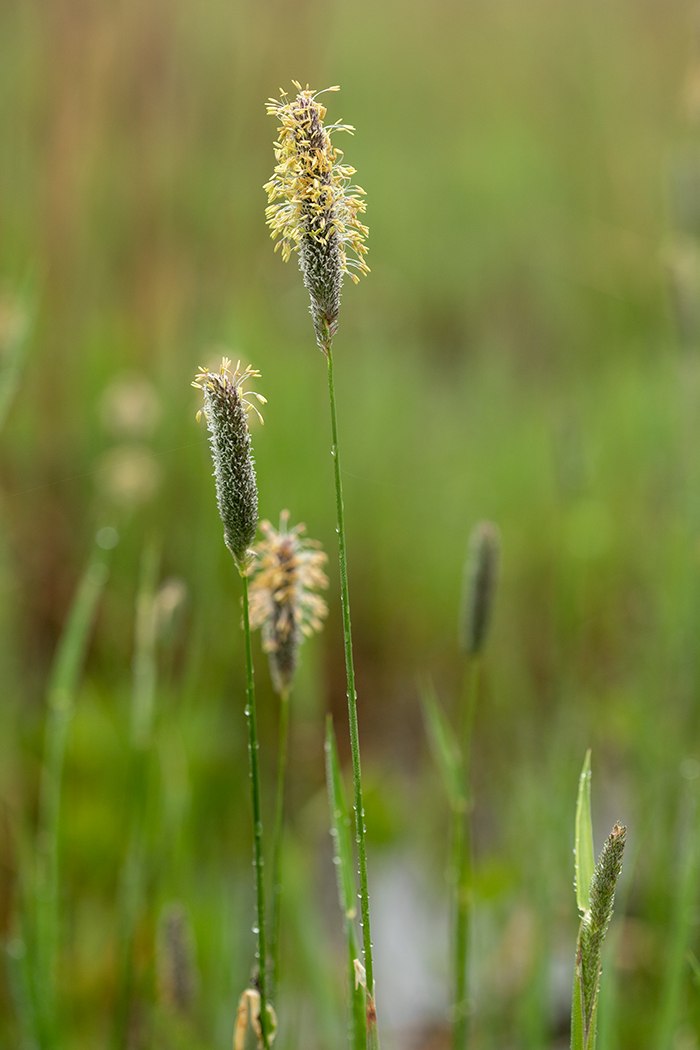 Image of genus Alopecurus specimen.