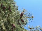 Abies concolor. Верхушка ветви с микростробилами. Беларусь, г. Минск, парк Грековой, декоративное озеленение. 03.05.2020.