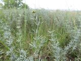 Dorycnium pentaphyllum subspecies haussknechtii