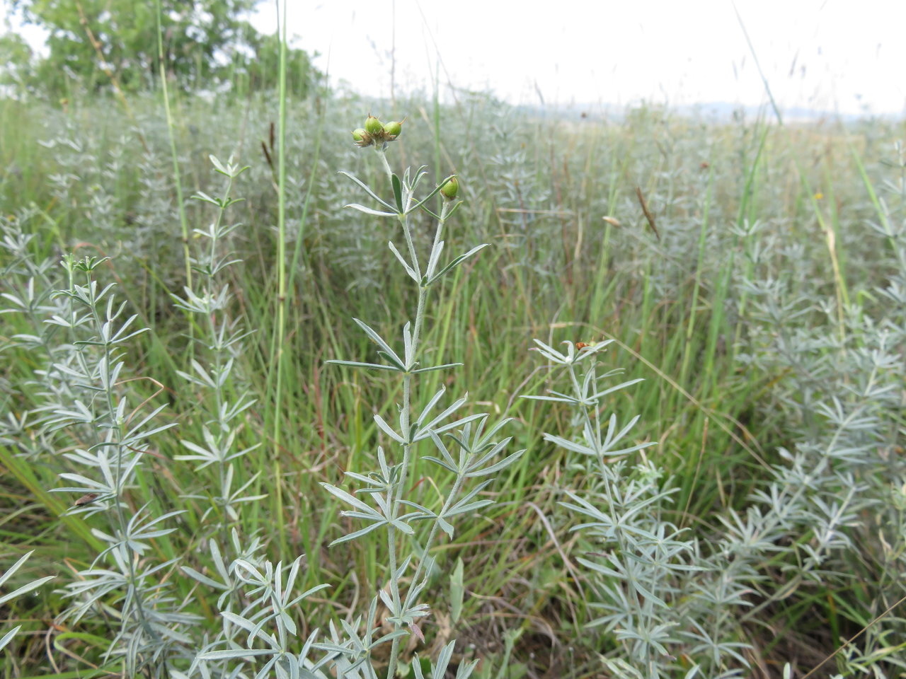 Image of Dorycnium pentaphyllum ssp. haussknechtii specimen.