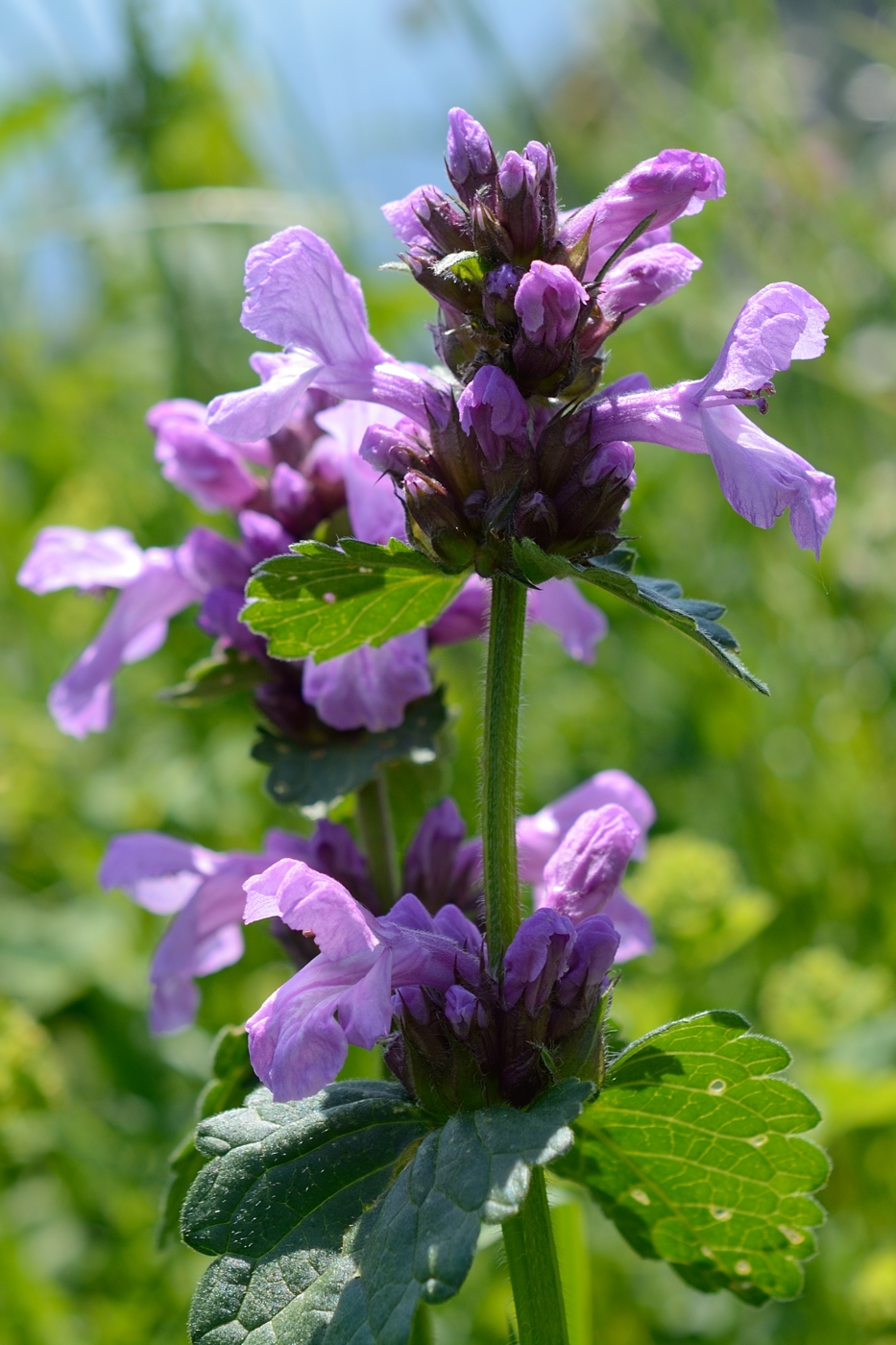 Image of Betonica macrantha specimen.