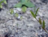 Polygala sibirica. Верхушка побега с плодами. Пермский край, Кунгурский р-н, окр. с. Филипповка, гора Ледяная, крутой склон, обнажения гипса. 18.07.2020.