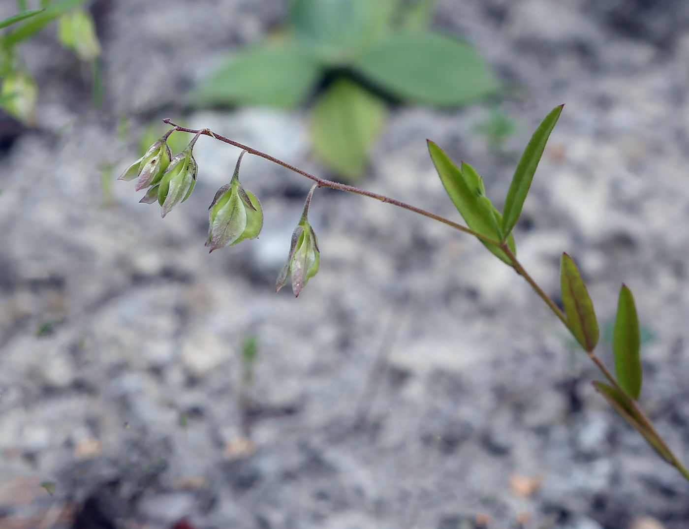 Image of Polygala sibirica specimen.