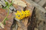 Medicago falcata