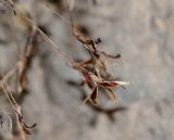 Tillandsia recurvata