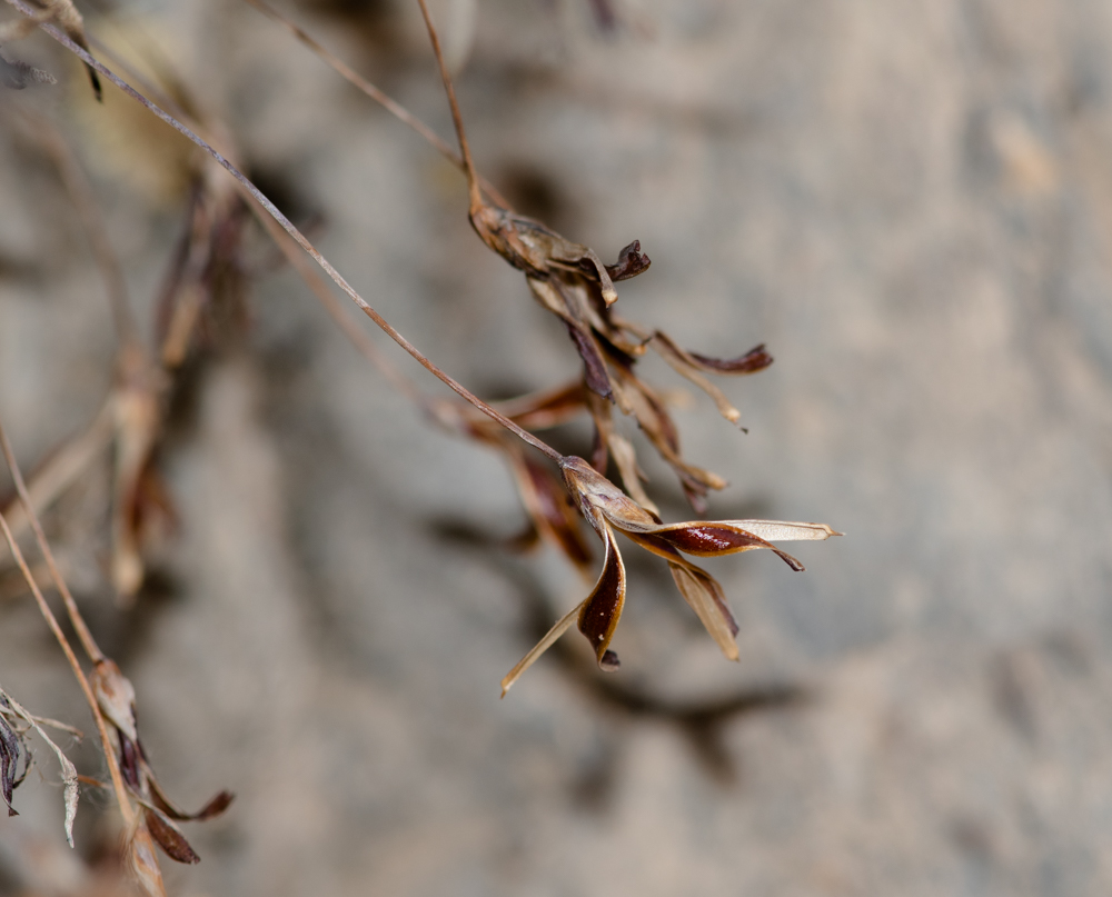 Изображение особи Tillandsia recurvata.