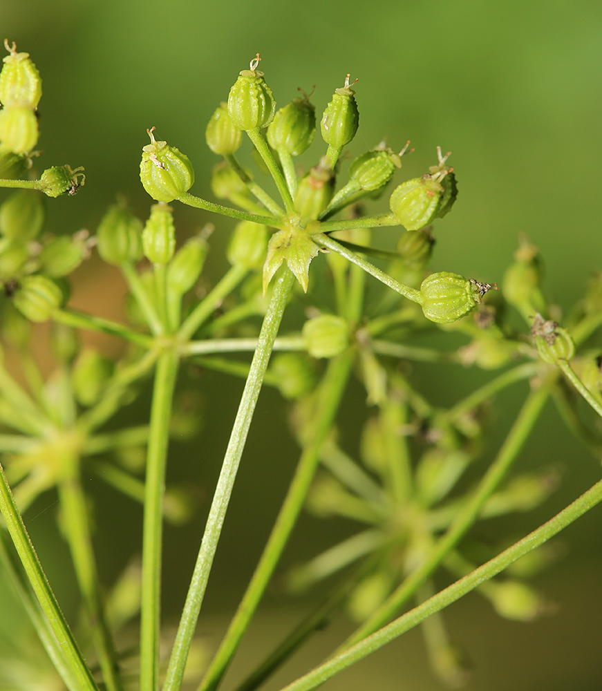 Изображение особи Conium maculatum.