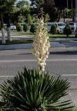 род Yucca