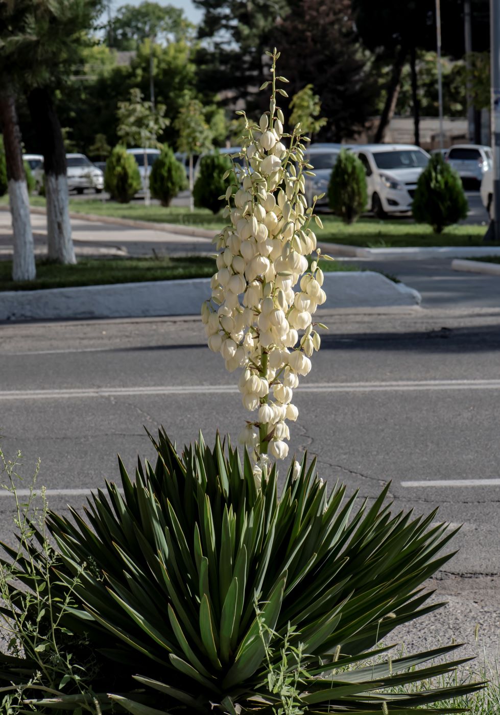 Изображение особи род Yucca.