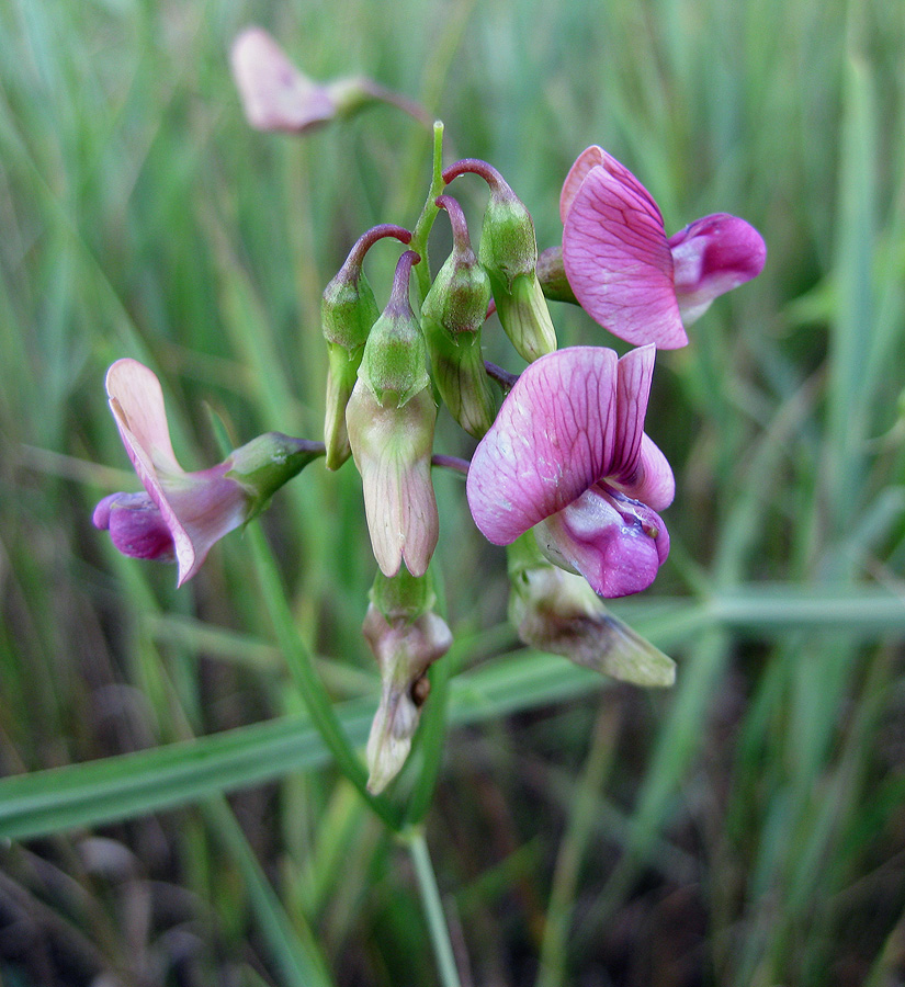 Изображение особи Lathyrus sylvestris.