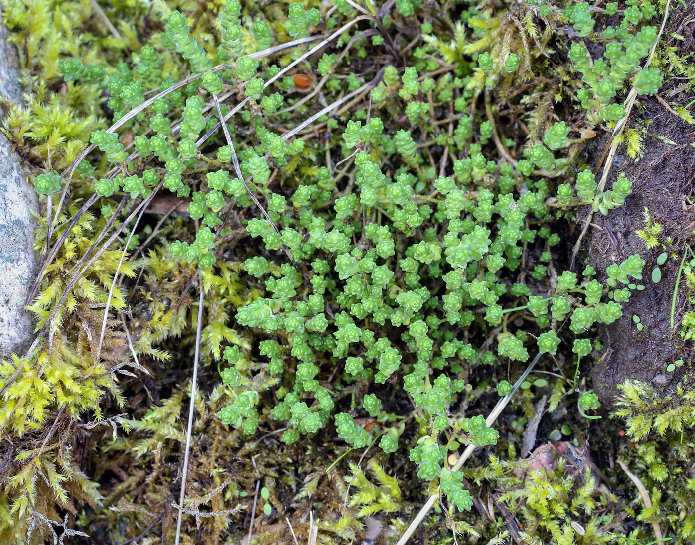 Image of Sedum acre specimen.