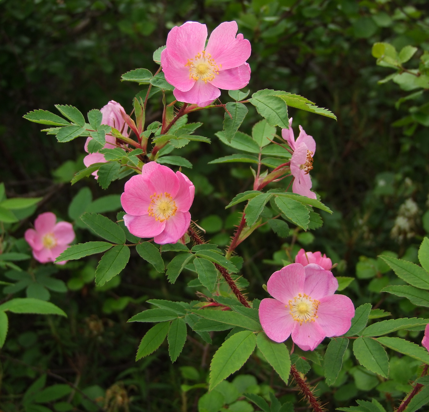 Image of Rosa acicularis specimen.