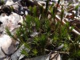 Polytrichum commune