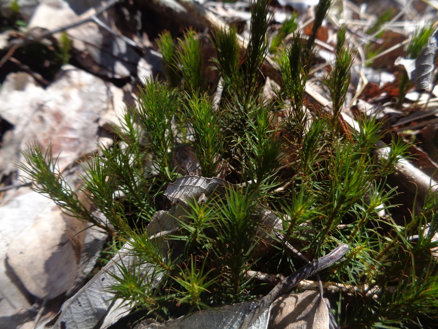 Изображение особи Polytrichum commune.