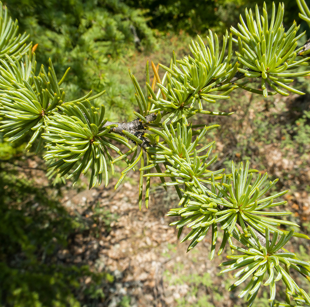 Image of Cedrus atlantica specimen.