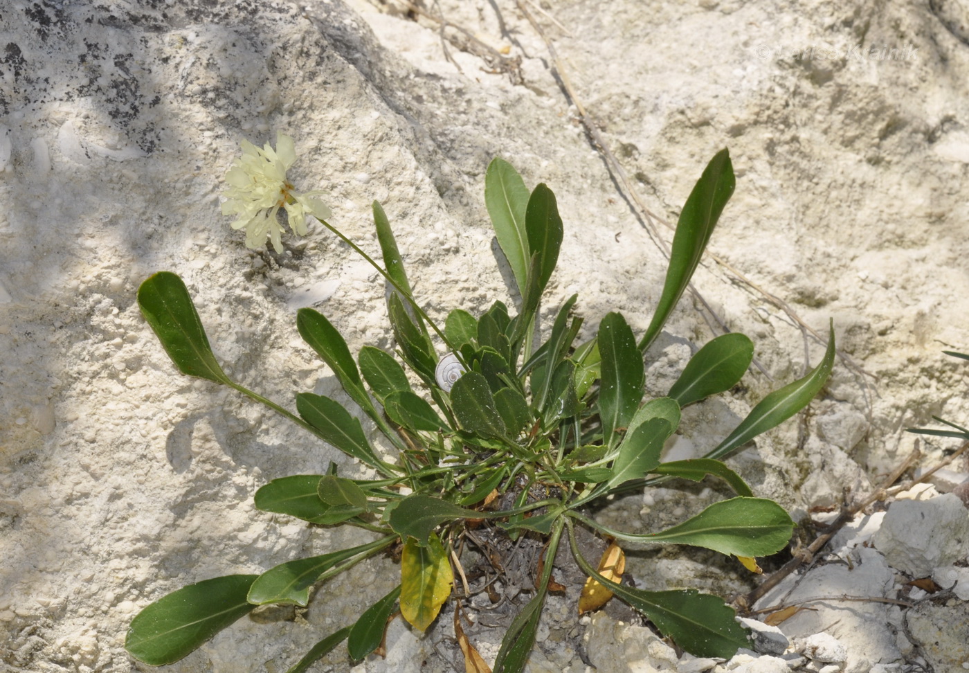 Image of Cephalaria coriacea specimen.