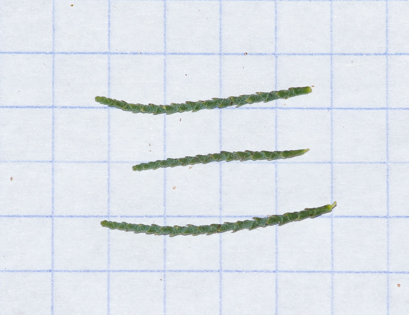 Image of Tamarix usneoides specimen.