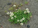 Trifolium repens